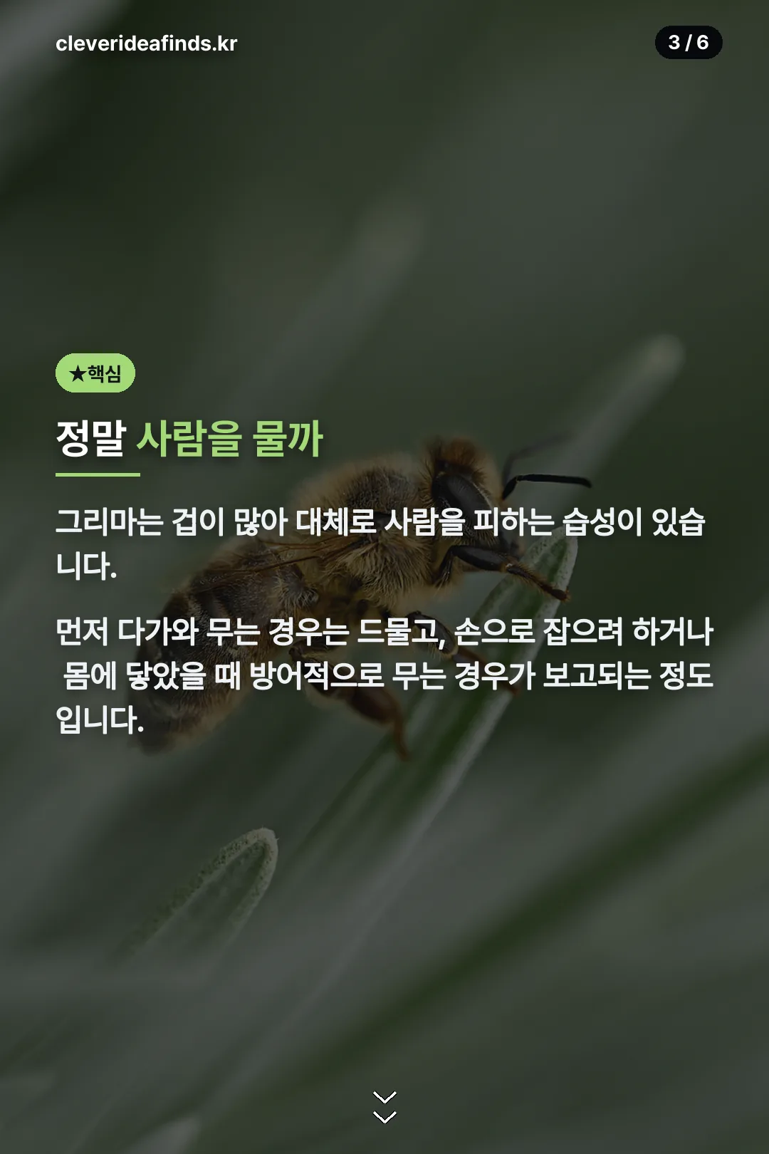 돈벌레가 사람을 무는지 여부