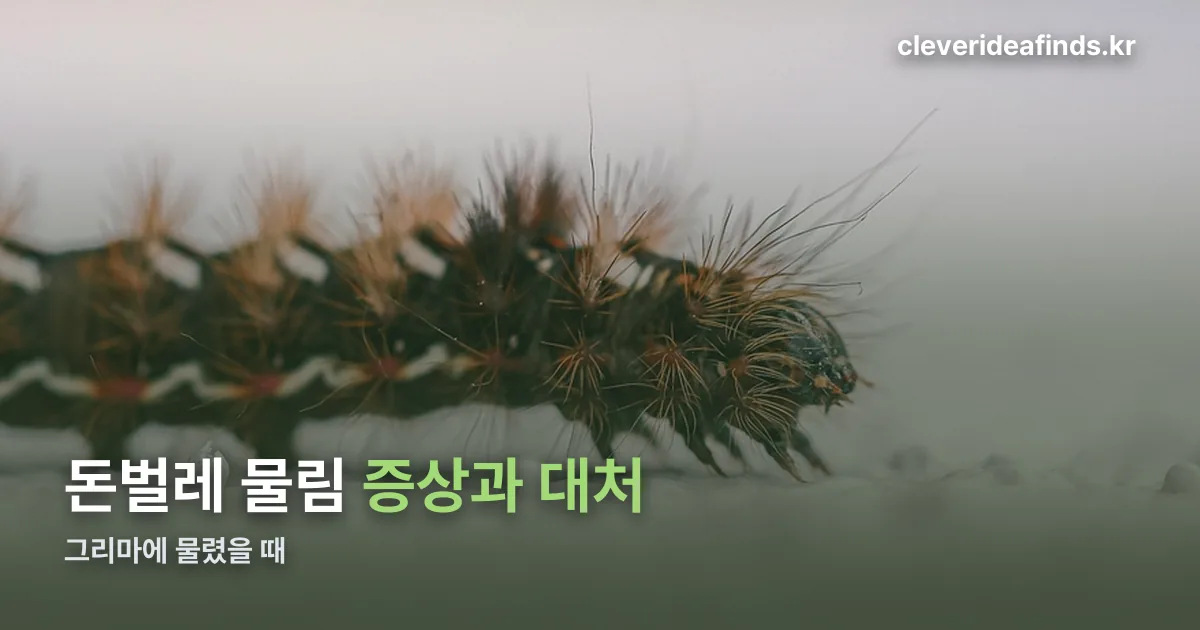 돈벌레 물림 정리 썸네일