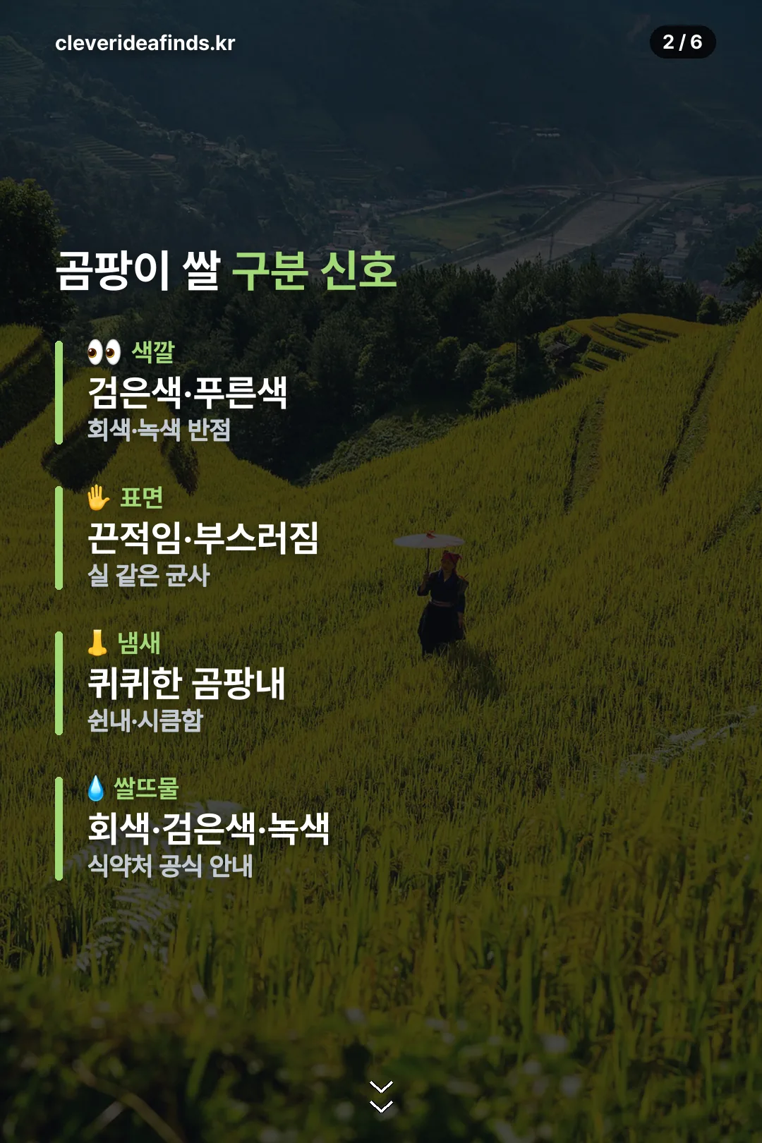 곰팡이 쌀 구분 신호
