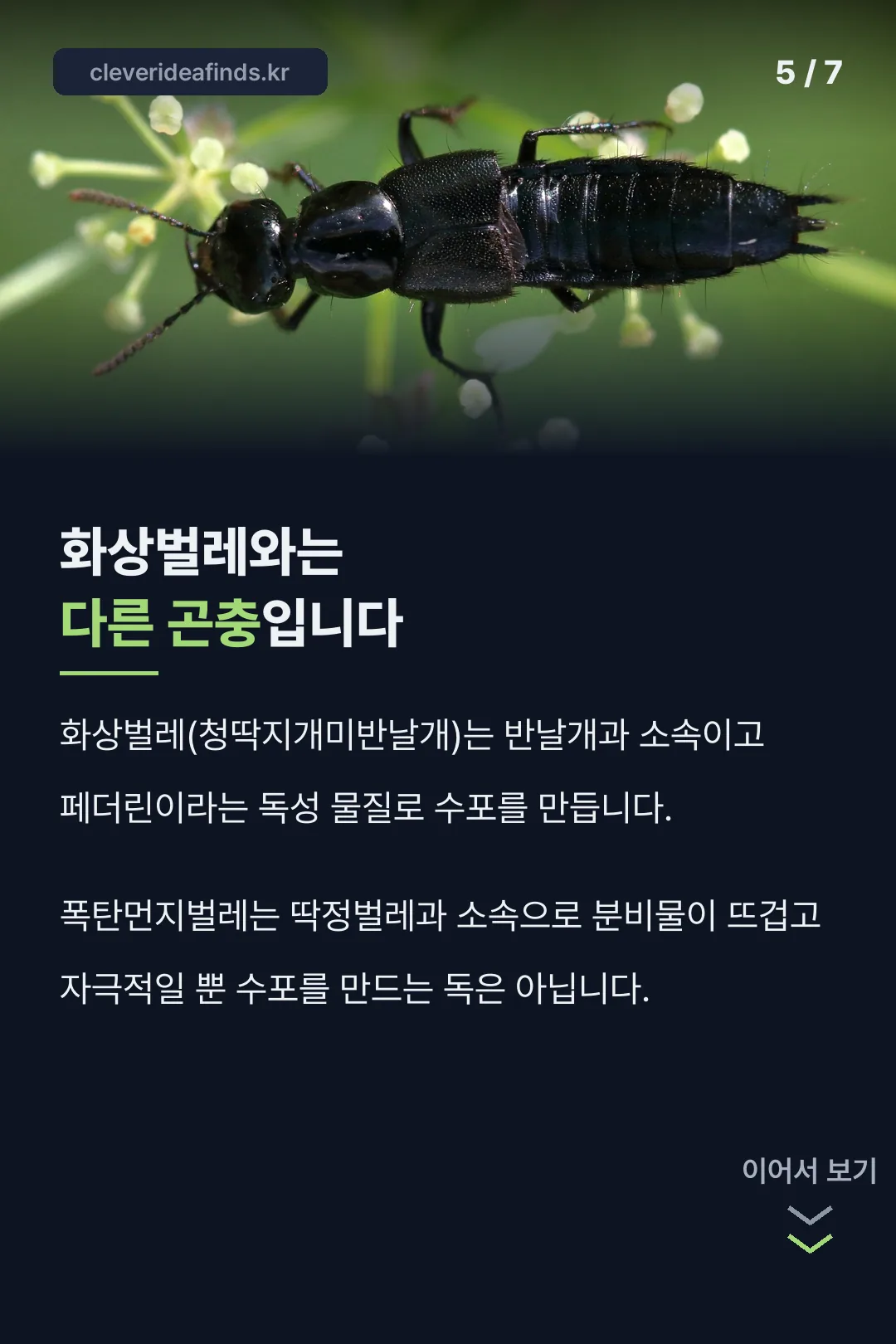 화상벌레와 구별법