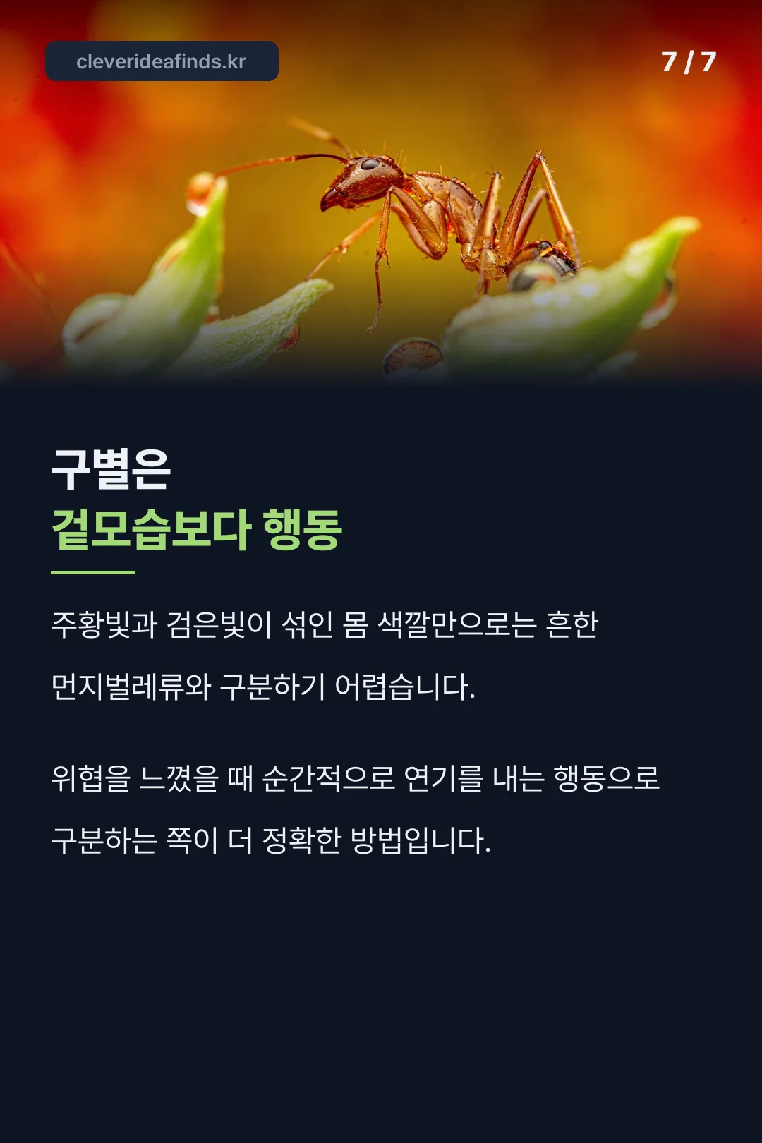 겉모습 구별법