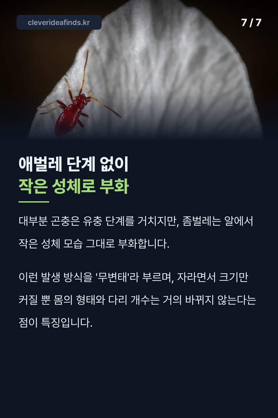좀벌레 무변태 발생 방식